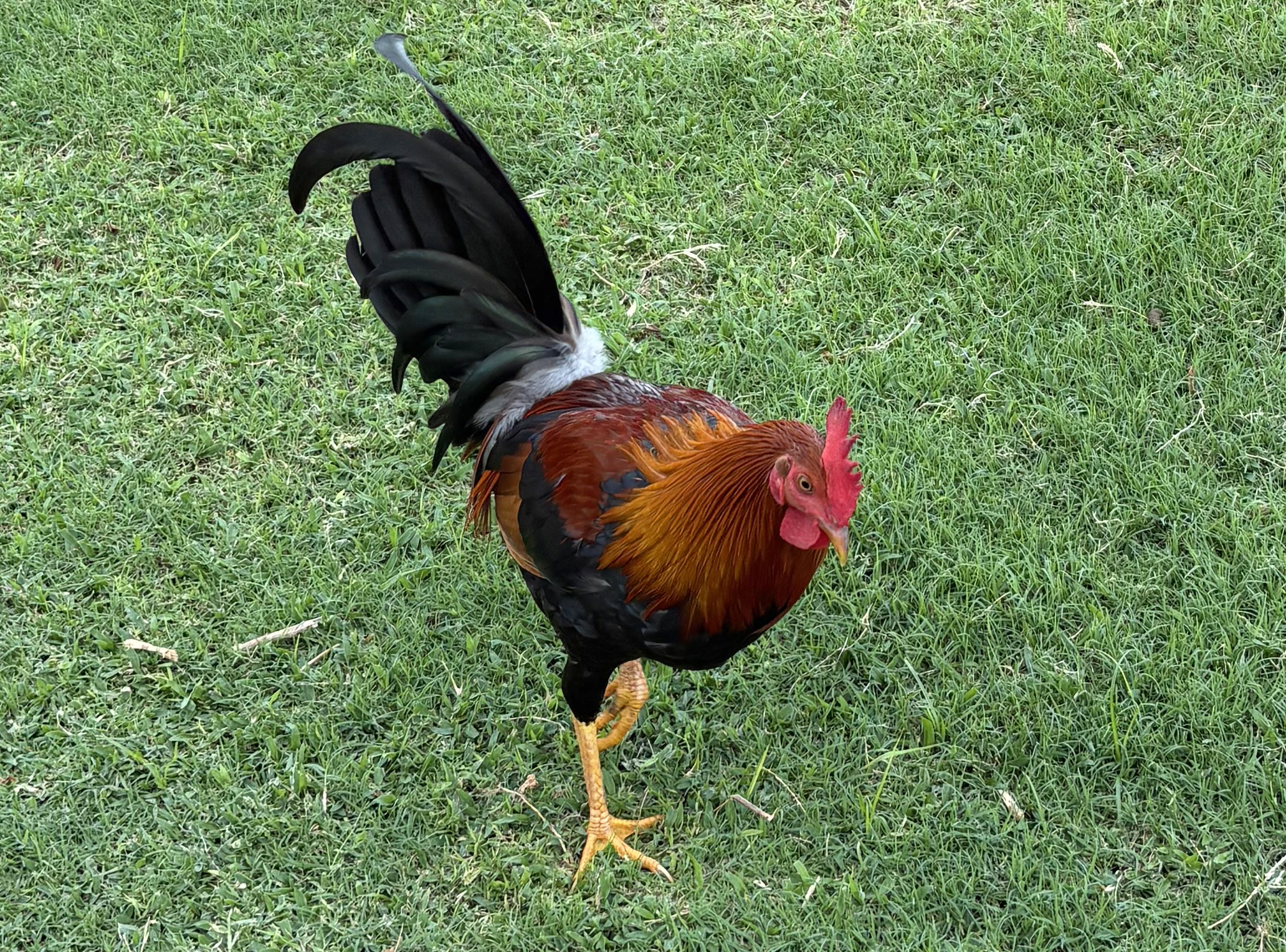 Destination revelation roster